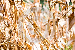 Dry corn plant with two partially peeled corns