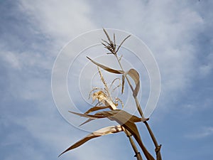Dry corn plants against blue sky