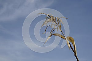 Dry corn plants against blue sky