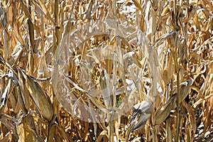 dry corn plants in the field