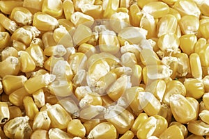 Dry corn seed background
