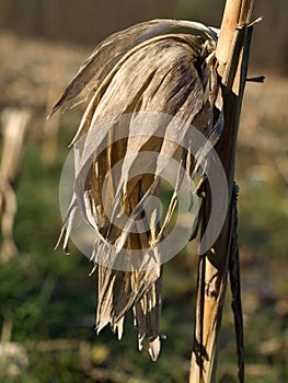 Dry corn stalk