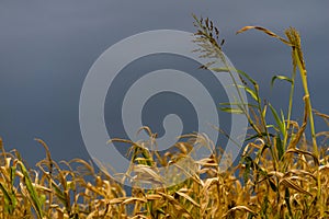 Dry corn stalk field plant blue sky harvest Moldova Agricultural autumn colors