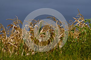 Dry corn stalk field plant blue sky harvest Moldova Agricultural autumn colors