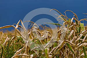 Dry corn stalk field plant blue sky harvest Moldova Agricultural autumn colors