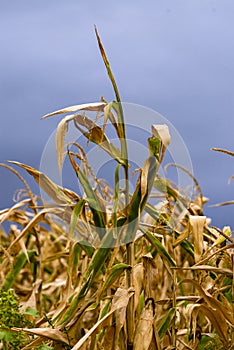 Dry corn stalk field plant blue sky harvest Moldova Agricultural autumn colors