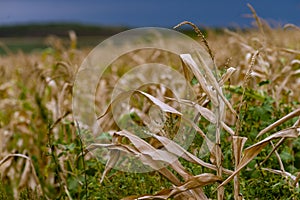 Dry corn stalk field plant blue sky harvest Moldova Agricultural autumn colors