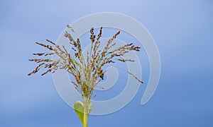 Dry corn stalk field plant blue sky harvest Moldova Agricultural autumn colors