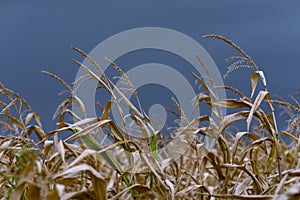 Dry corn stalk field plant blue sky harvest Moldova Agricultural autumn colors