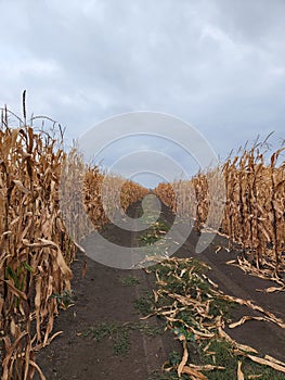 Dry corn stalks in a field. Field with corn