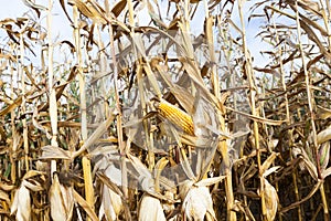 Dry corn stalks