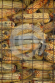 Dry Corn Storage photo