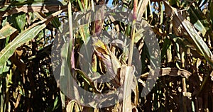 Dry corn sways in the wind in the autumn season