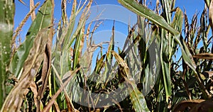 Dry corn sways in the wind in the autumn season