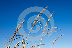 Dry Corn Tassels Against Blue Sky