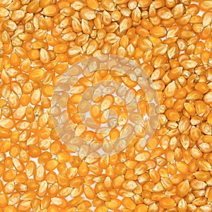 Dry corn Texture
