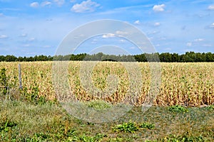 Dry corn that was destroyed by the drought