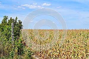 Dry corn that was destroyed by the drought