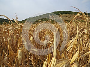 Dry cornfield in the autumn. Harvesting time.