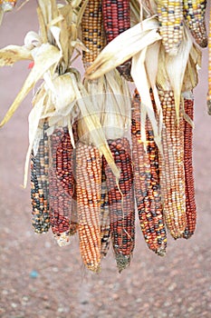 Dry corns