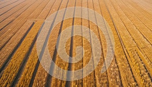 Dry corns background