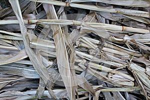 Dry cornstalks texture photo
