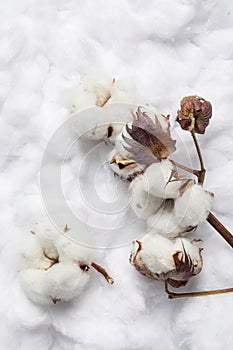 Dry cotton branch with flowers on white fluffy background, flat lay