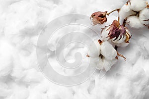 Dry cotton branch with flowers on white fluffy background, top view. Space for text