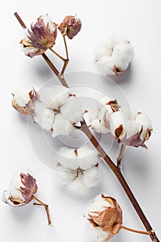 Dry cotton branch with fluffy flowers on white background, flat lay