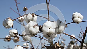 Dry cotton plant with small fluffy flower bolls on field