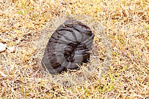 Dry cow dung and fly is dirty subject which yield manure organic