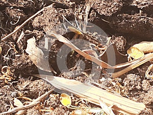 Dry cow dung in open sunlight and surface manure for plant growth