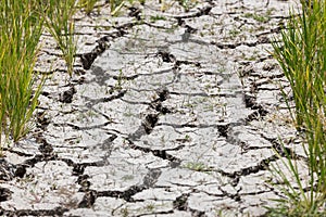 Dry crack soil in the rice field