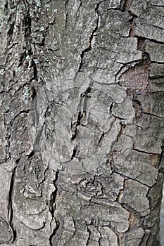 Dry cracked bark of horse chestnut