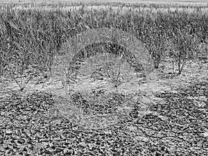 Dry cracked clay in corner of wheat field. Dusty deep cracks and wilted flowers.