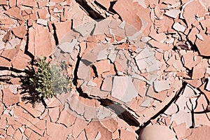 Dry cracked desert ground with plant