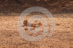 Dry cracked earth background in arid season. Many Province of North East in Thailand the ground dry. Brown cracked soil in the sum