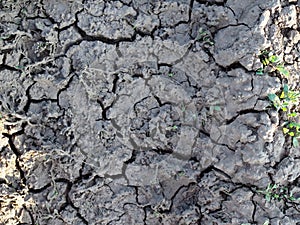 Dry and cracked earth background, concept of global warming