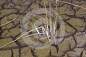 dry cracked earth in Florida wetland