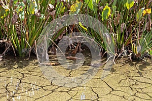 dry cracked earth in Florida wetland