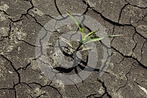 Dry cracked earth with plant struggling for life