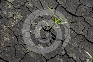 Dry cracked earth with plant struggling for life
