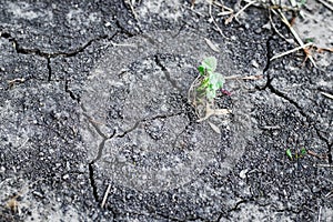 Dry cracked ground during drought, hot summer