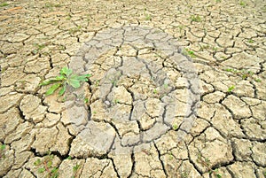 Dry cracked ground an the plant