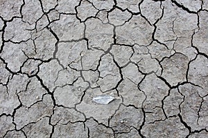 The Dry cracked ground surface for background