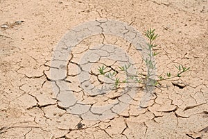 Dry cracked ground with surviving plant photo