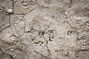 Dry cracked ground texture background