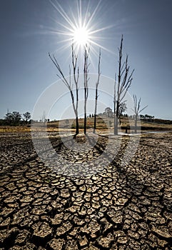 Dry cracked land with dead tree