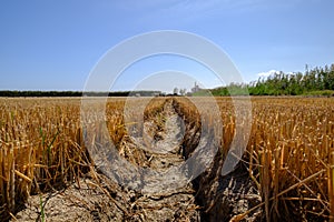 dry and cracked land drought climate problem, affects agriculture.