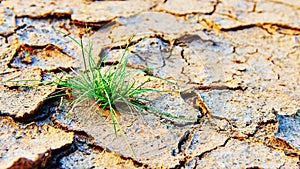 Dry cracked land green shoot,pollution land adversity heal the world new hope life protect environment